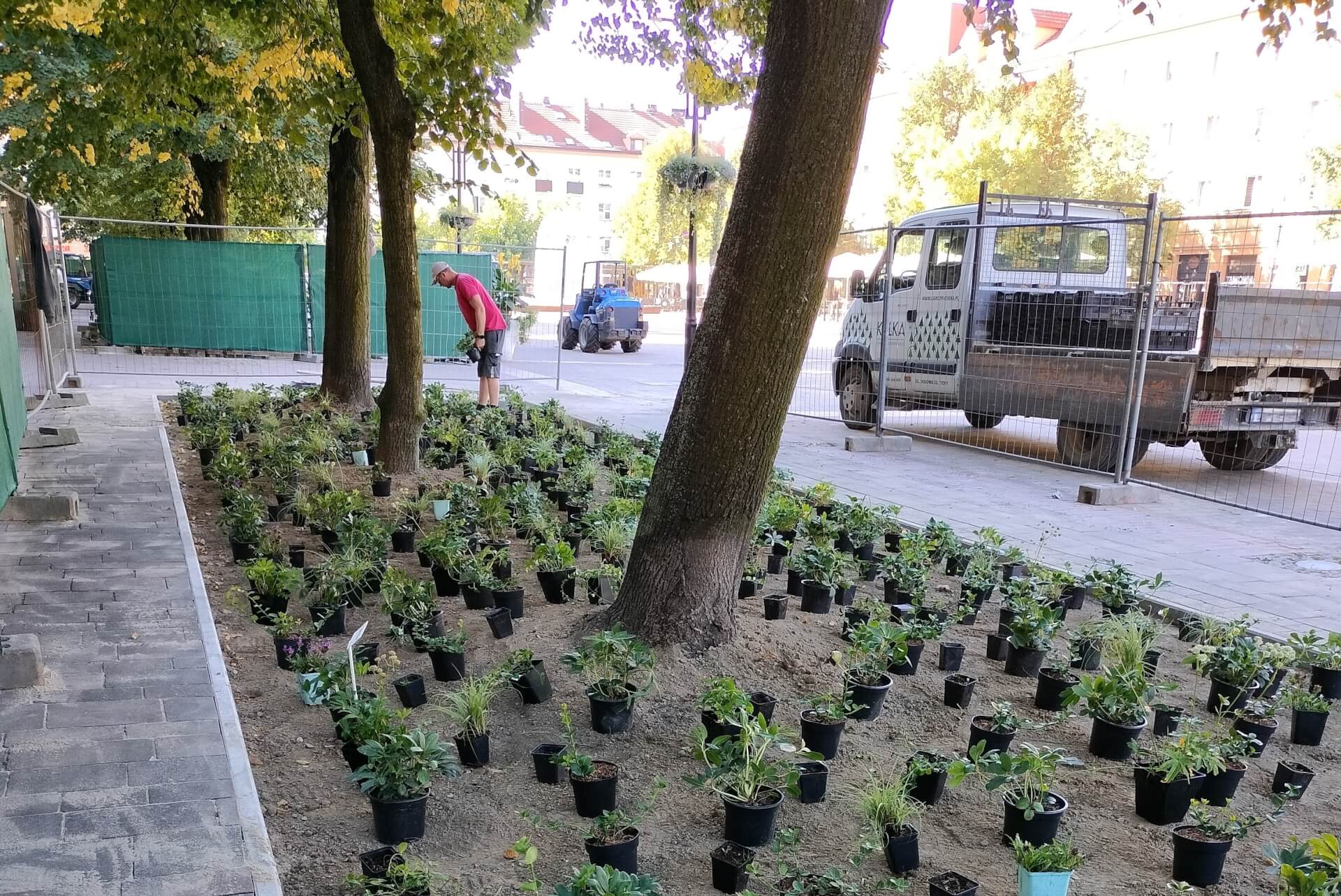 Prace nad zielenią na Placu Baczyńskiego